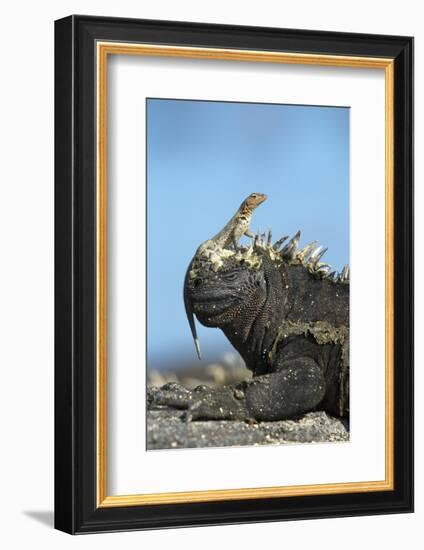 Marine Iguana (Amblyrhynchus Cristatus) on Rock with Lava Lizard Sitting on its Head-Ben Hall-Framed Photographic Print