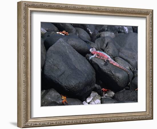 Marine Iguana and Sally Lightfoot Crabs, Galapagos Islands, Ecuador-Charles Sleicher-Framed Photographic Print