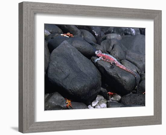 Marine Iguana and Sally Lightfoot Crabs, Galapagos Islands, Ecuador-Charles Sleicher-Framed Photographic Print