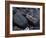 Marine Iguana and Sally Lightfoot Crabs, Galapagos Islands, Ecuador-Charles Sleicher-Framed Photographic Print