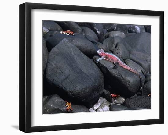 Marine Iguana and Sally Lightfoot Crabs, Galapagos Islands, Ecuador-Charles Sleicher-Framed Photographic Print