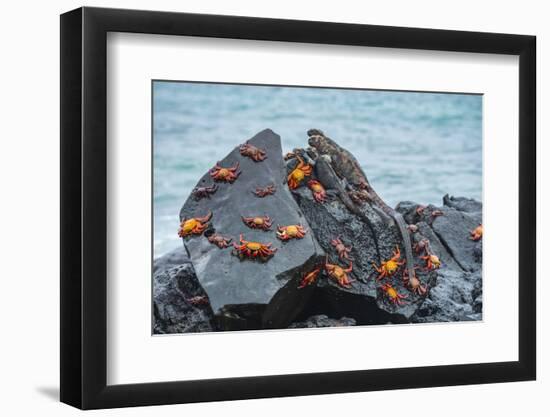Marine iguana and Sally-lightfoot crabs on a rock at high tide-Tui De Roy-Framed Photographic Print