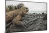 Marine iguana basking on rock, Isabela Island, Galapagos-Nick Hawkins-Mounted Photographic Print