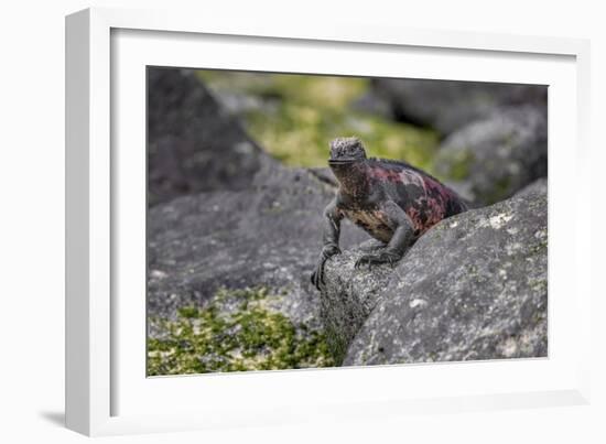 Marine iguana, Espanola Island, Galapagos Islands, Ecuador.-Adam Jones-Framed Photographic Print