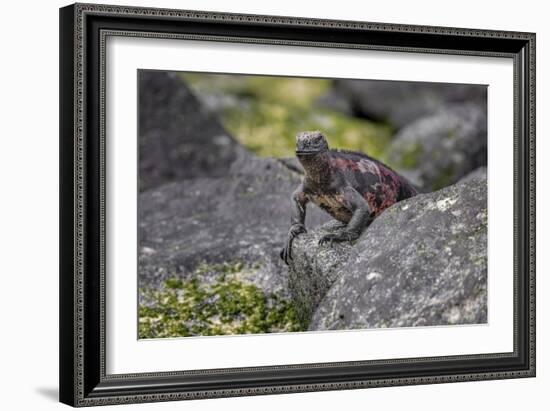 Marine iguana, Espanola Island, Galapagos Islands, Ecuador.-Adam Jones-Framed Photographic Print