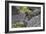 Marine iguana, Espanola Island, Galapagos Islands, Ecuador.-Adam Jones-Framed Photographic Print