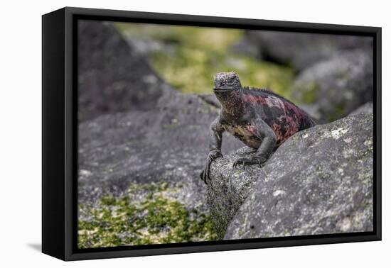 Marine iguana, Espanola Island, Galapagos Islands, Ecuador.-Adam Jones-Framed Premier Image Canvas