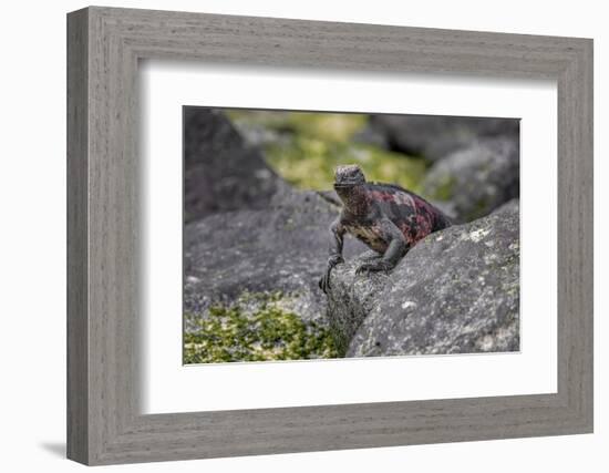 Marine iguana, Espanola Island, Galapagos Islands, Ecuador.-Adam Jones-Framed Photographic Print