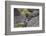 Marine iguana, Espanola Island, Galapagos Islands, Ecuador.-Adam Jones-Framed Photographic Print