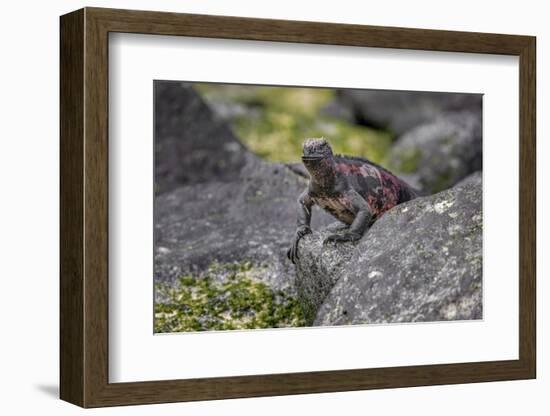 Marine iguana, Espanola Island, Galapagos Islands, Ecuador.-Adam Jones-Framed Photographic Print