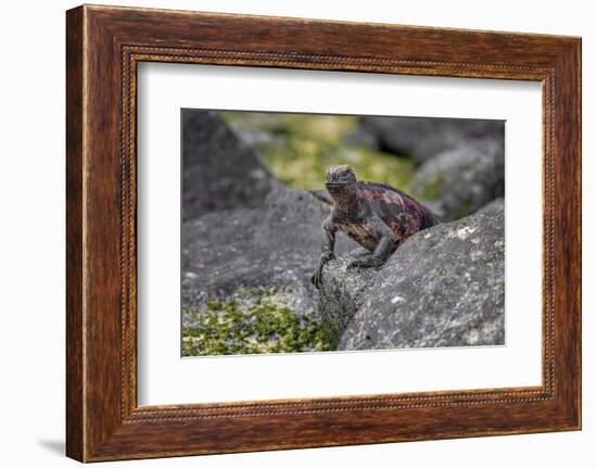 Marine iguana, Espanola Island, Galapagos Islands, Ecuador.-Adam Jones-Framed Photographic Print