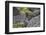 Marine iguana, Espanola Island, Galapagos Islands, Ecuador.-Adam Jones-Framed Photographic Print