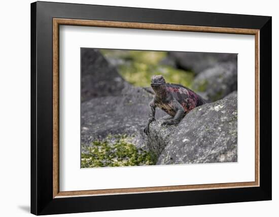 Marine iguana, Espanola Island, Galapagos Islands, Ecuador.-Adam Jones-Framed Photographic Print