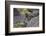 Marine iguana, Espanola Island, Galapagos Islands, Ecuador.-Adam Jones-Framed Photographic Print