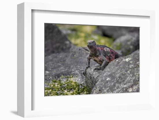 Marine iguana, Espanola Island, Galapagos Islands, Ecuador.-Adam Jones-Framed Photographic Print