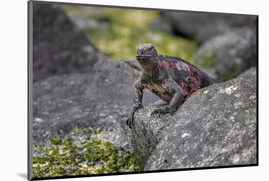 Marine iguana, Espanola Island, Galapagos Islands, Ecuador.-Adam Jones-Mounted Photographic Print