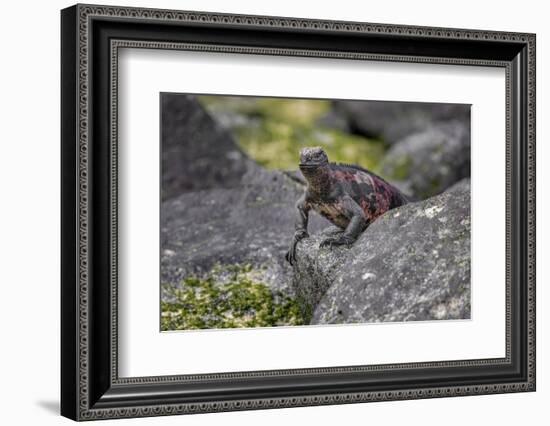 Marine iguana, Espanola Island, Galapagos Islands, Ecuador.-Adam Jones-Framed Photographic Print