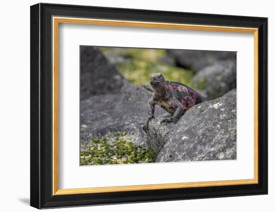 Marine iguana, Espanola Island, Galapagos Islands, Ecuador.-Adam Jones-Framed Photographic Print