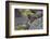 Marine iguana, Espanola Island, Galapagos Islands, Ecuador.-Adam Jones-Framed Photographic Print