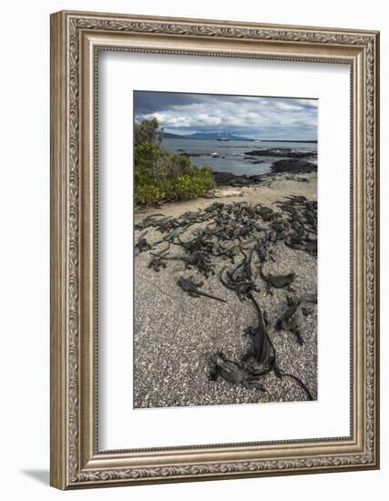 Marine Iguana, Fernandina Island, Galapagos Islands, Ecuador-Pete Oxford-Framed Photographic Print