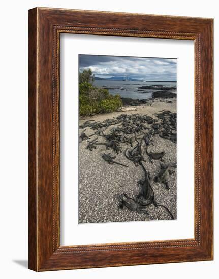 Marine Iguana, Fernandina Island, Galapagos Islands, Ecuador-Pete Oxford-Framed Photographic Print