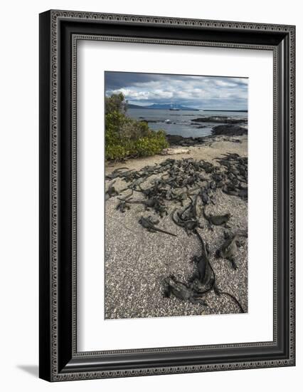 Marine Iguana, Fernandina Island, Galapagos Islands, Ecuador-Pete Oxford-Framed Photographic Print