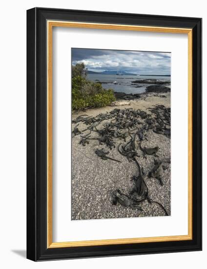 Marine Iguana, Fernandina Island, Galapagos Islands, Ecuador-Pete Oxford-Framed Photographic Print