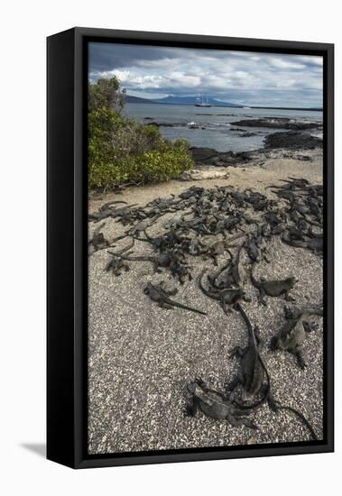 Marine Iguana, Fernandina Island, Galapagos Islands, Ecuador-Pete Oxford-Framed Premier Image Canvas