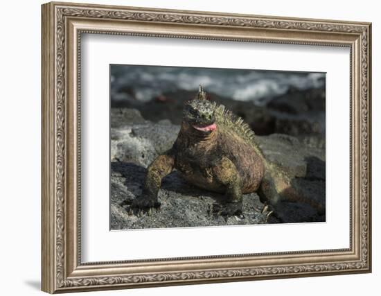 Marine Iguana, Fernandina Island, Galapagos Islands, Ecuador-Pete Oxford-Framed Photographic Print