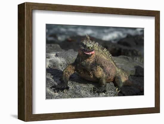 Marine Iguana, Fernandina Island, Galapagos Islands, Ecuador-Pete Oxford-Framed Photographic Print