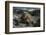 Marine Iguana, Fernandina Island, Galapagos Islands, Ecuador-Pete Oxford-Framed Photographic Print