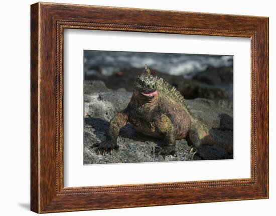 Marine Iguana, Fernandina Island, Galapagos Islands, Ecuador-Pete Oxford-Framed Photographic Print