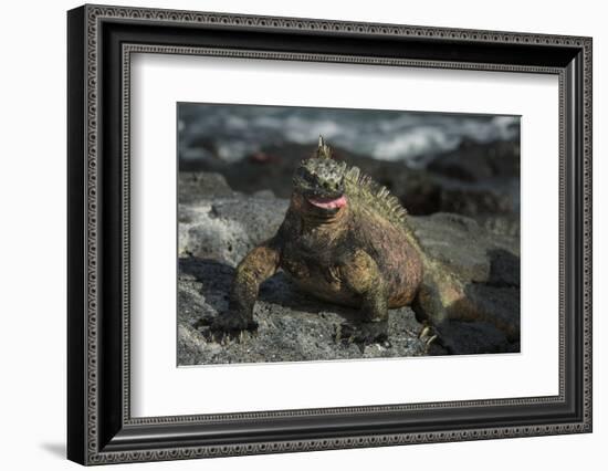 Marine Iguana, Fernandina Island, Galapagos Islands, Ecuador-Pete Oxford-Framed Photographic Print