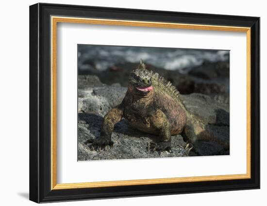 Marine Iguana, Fernandina Island, Galapagos Islands, Ecuador-Pete Oxford-Framed Photographic Print