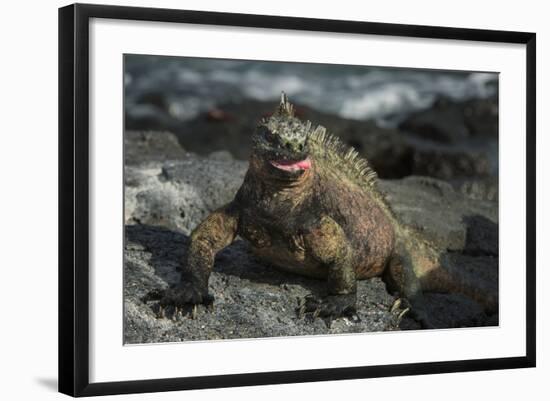 Marine Iguana, Fernandina Island, Galapagos Islands, Ecuador-Pete Oxford-Framed Photographic Print