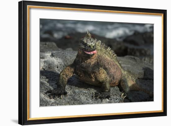 Marine Iguana, Fernandina Island, Galapagos Islands, Ecuador-Pete Oxford-Framed Photographic Print