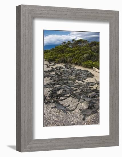 Marine Iguana, Fernandina Island, Galapagos Islands, Ecuador-Pete Oxford-Framed Photographic Print