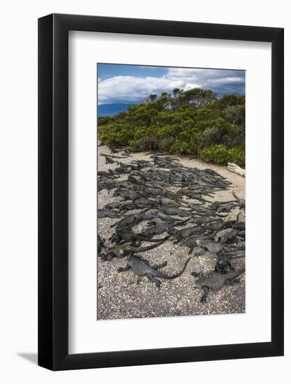 Marine Iguana, Fernandina Island, Galapagos Islands, Ecuador-Pete Oxford-Framed Photographic Print