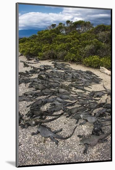 Marine Iguana, Fernandina Island, Galapagos Islands, Ecuador-Pete Oxford-Mounted Photographic Print