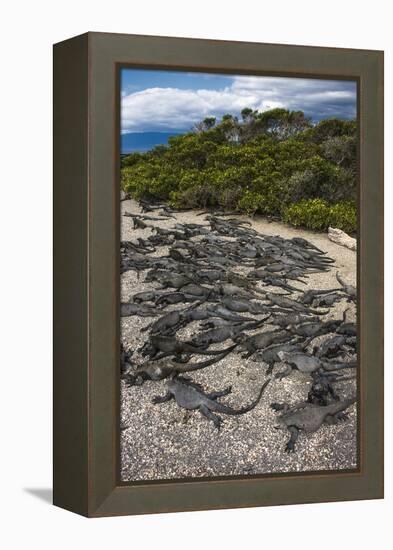 Marine Iguana, Fernandina Island, Galapagos Islands, Ecuador-Pete Oxford-Framed Premier Image Canvas