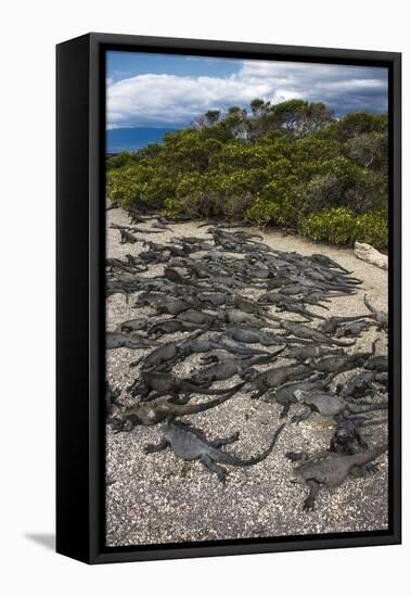 Marine Iguana, Fernandina Island, Galapagos Islands, Ecuador-Pete Oxford-Framed Premier Image Canvas