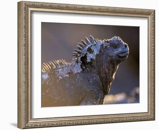 Marine Iguana, Galapagos Islands, Ecuador-Gavriel Jecan-Framed Photographic Print