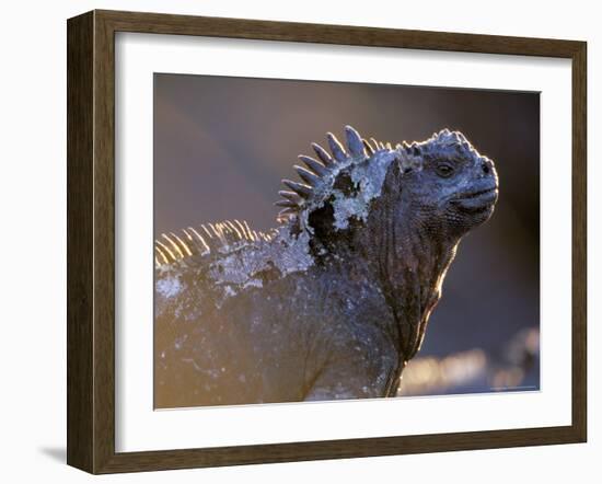 Marine Iguana, Galapagos Islands, Ecuador-Gavriel Jecan-Framed Photographic Print