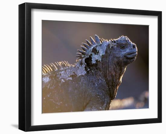 Marine Iguana, Galapagos Islands, Ecuador-Gavriel Jecan-Framed Photographic Print