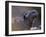 Marine Iguana, Galapagos Islands, Ecuador-Gavriel Jecan-Framed Photographic Print