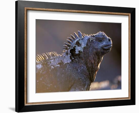 Marine Iguana, Galapagos Islands, Ecuador-Gavriel Jecan-Framed Photographic Print