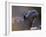 Marine Iguana, Galapagos Islands, Ecuador-Gavriel Jecan-Framed Photographic Print