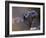 Marine Iguana, Galapagos Islands, Ecuador-Gavriel Jecan-Framed Photographic Print