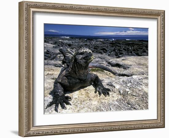 Marine Iguana, Galapagos Islands, Ecuador-Gavriel Jecan-Framed Photographic Print