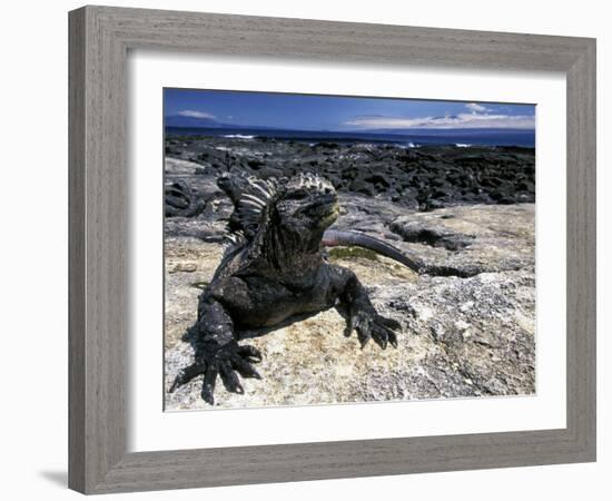 Marine Iguana, Galapagos Islands, Ecuador-Gavriel Jecan-Framed Photographic Print